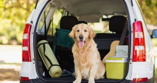 Viaja en coche con tu perro de forma segura. - Gublog - ¿Alguna vez te has  planteado qué riesgos corre tu perro en caso de accidente al viajar en coche?  Te informamos