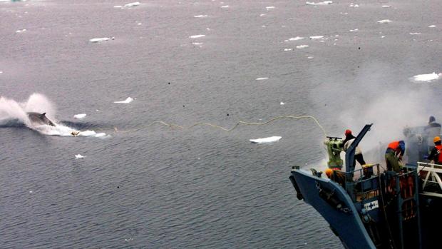 La pesca indiscriminada y la persecución a las grandes especies, causas de la sexta gran extinción