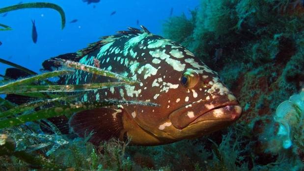 Un grupo de científicos japoneses ha analizado las amenazas que sufren casi 7.000 especies silvestres