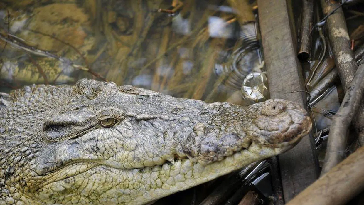 Un cocodrilo ataca a un joven en la piscina de un resort en México