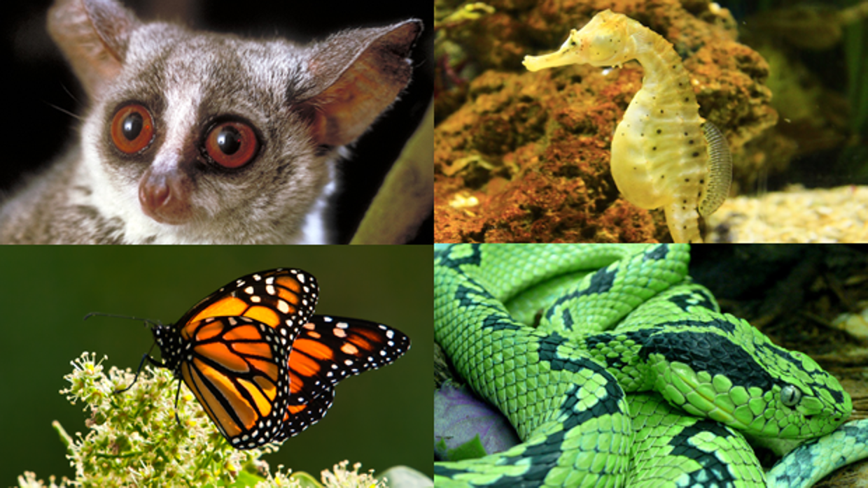 Cuánto sabes sobre los animales? (Nivel experto)