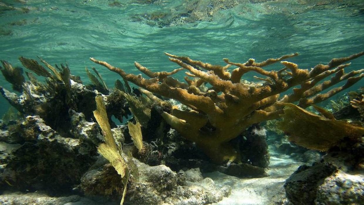 Los esqueletos de coral pueden resistir la acidificación de los océanos