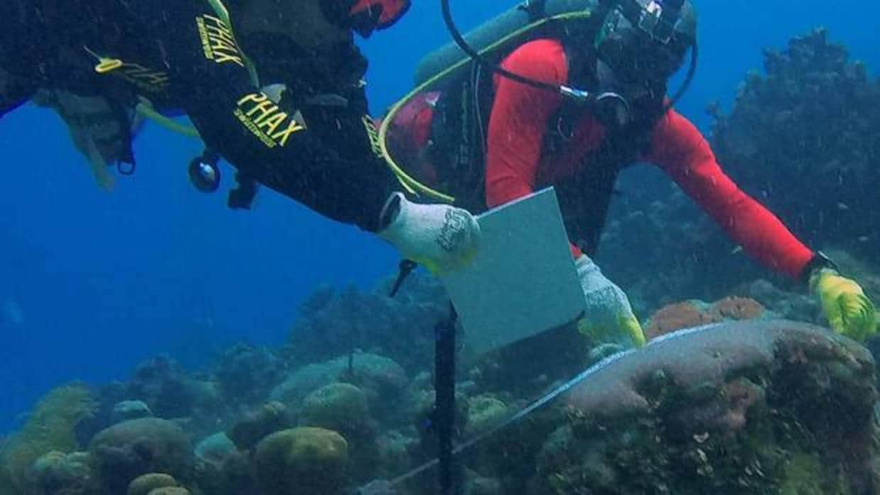 San Andrés siembra corales para restaurar sus arrecifes