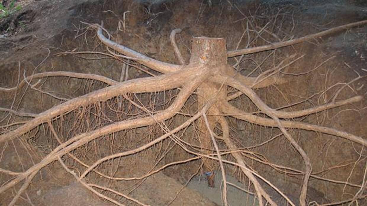 Угар какой корень. Скумпия Кожевенная корневая система. Скумпия корни. Отделка корневой системы дерева. Скумпия Кожевенная корень.
