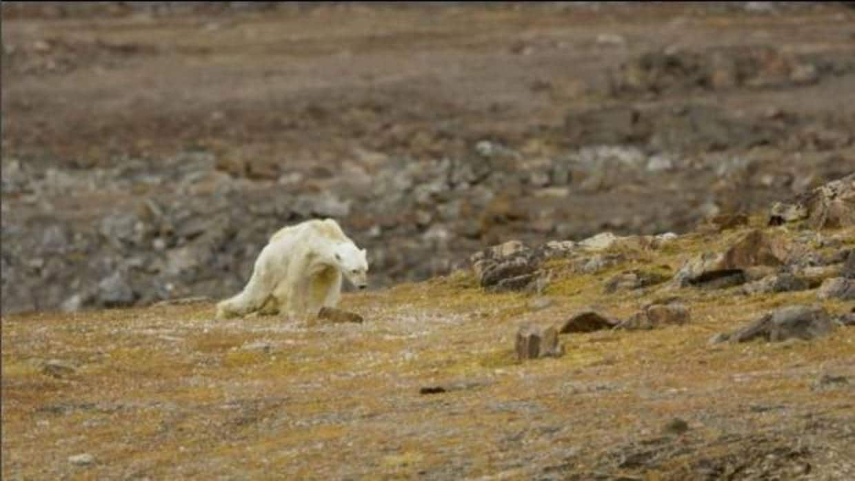 Graban la agon a de un oso polar hambriento para concienciar sobre