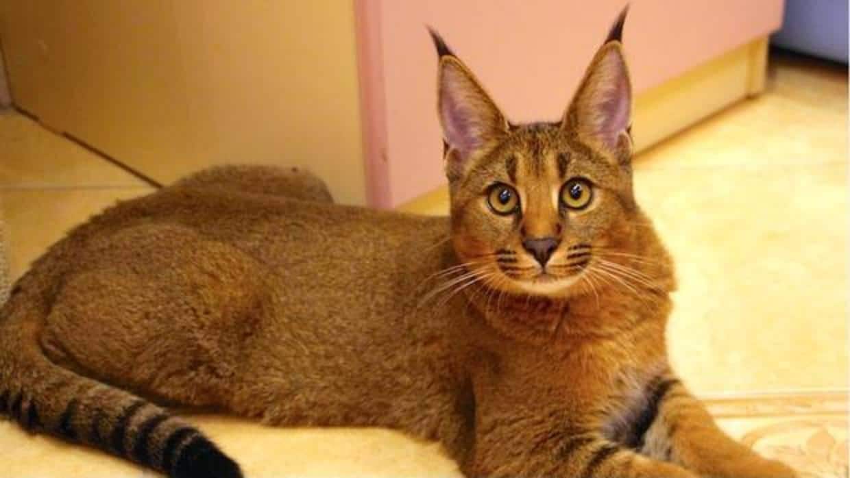 Campaña Shipley Alentar Caracat, el extraño cruce de gato doméstico y lince salvaje que se vende  como mascota exótica