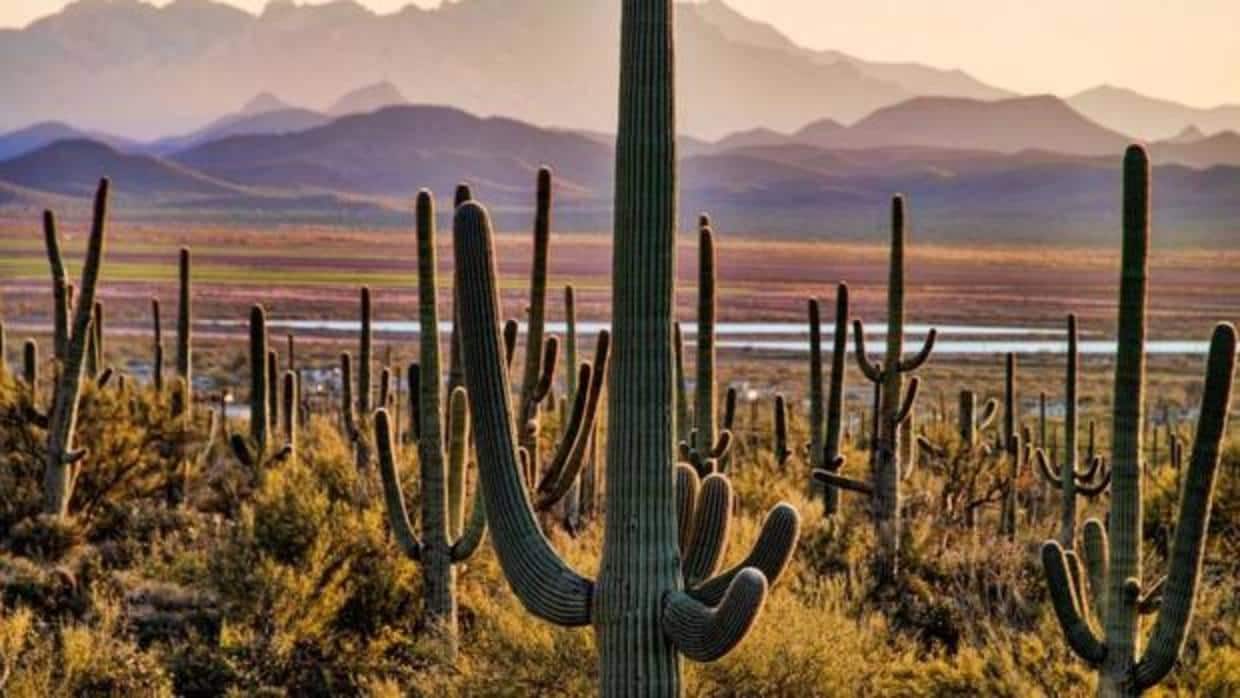 Cactus Saguaro del Desierto de Sonora -  España