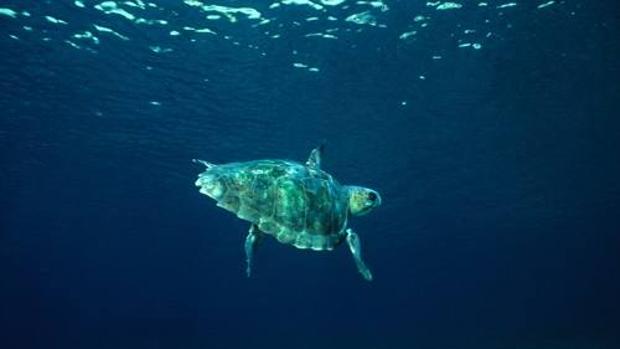 España ya salvaguarda cerca del 13% de sus aguas marinas
