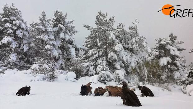 Un grupo de Buitres negros ha sido liberado en la sierra de la Demanda (Burgos)