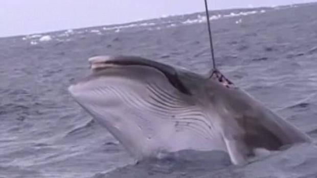La creación de un santuario para las ballenas en Atlántico Sur vuelve a ser rechazada