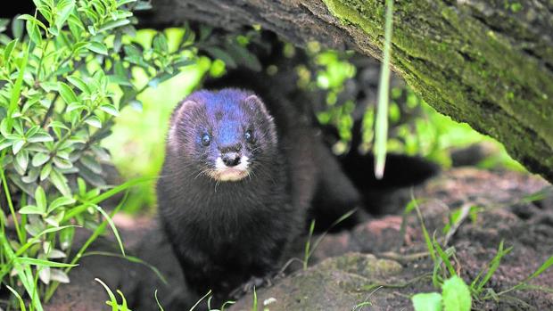 Cinco especies salvadas por la campana de la extinción