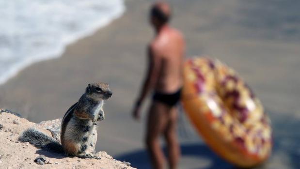 Cuanto más remota es una isla, más especies invasoras acoge