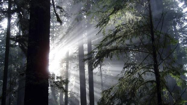 Elaboran un mapa con los bosques cuya protección es prioritaria en España