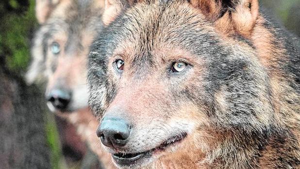 Hablando con lobos