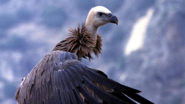 Las principales amenazas a que se enfrentan nuestras especies más icónicas