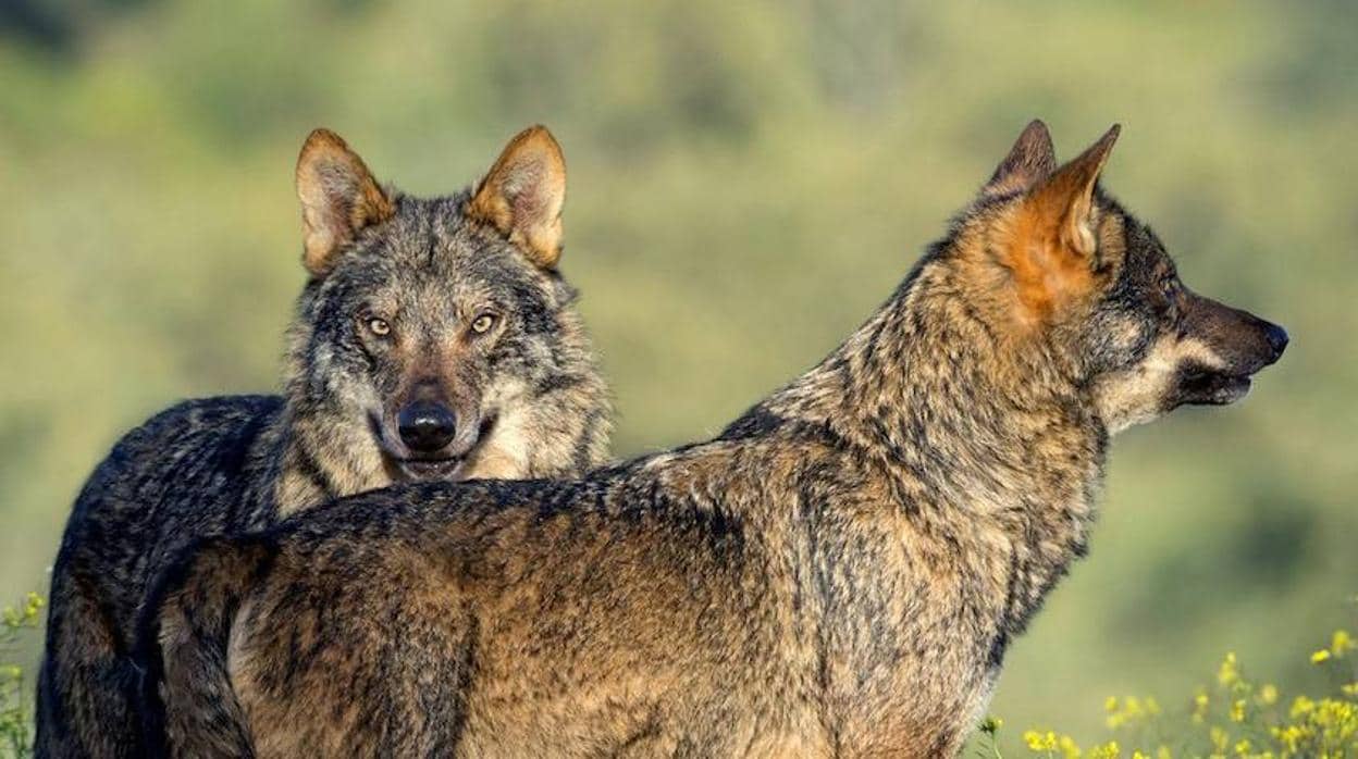 La población de lobo ibérico aumenta un 20% en Castilla y León durante la  última década