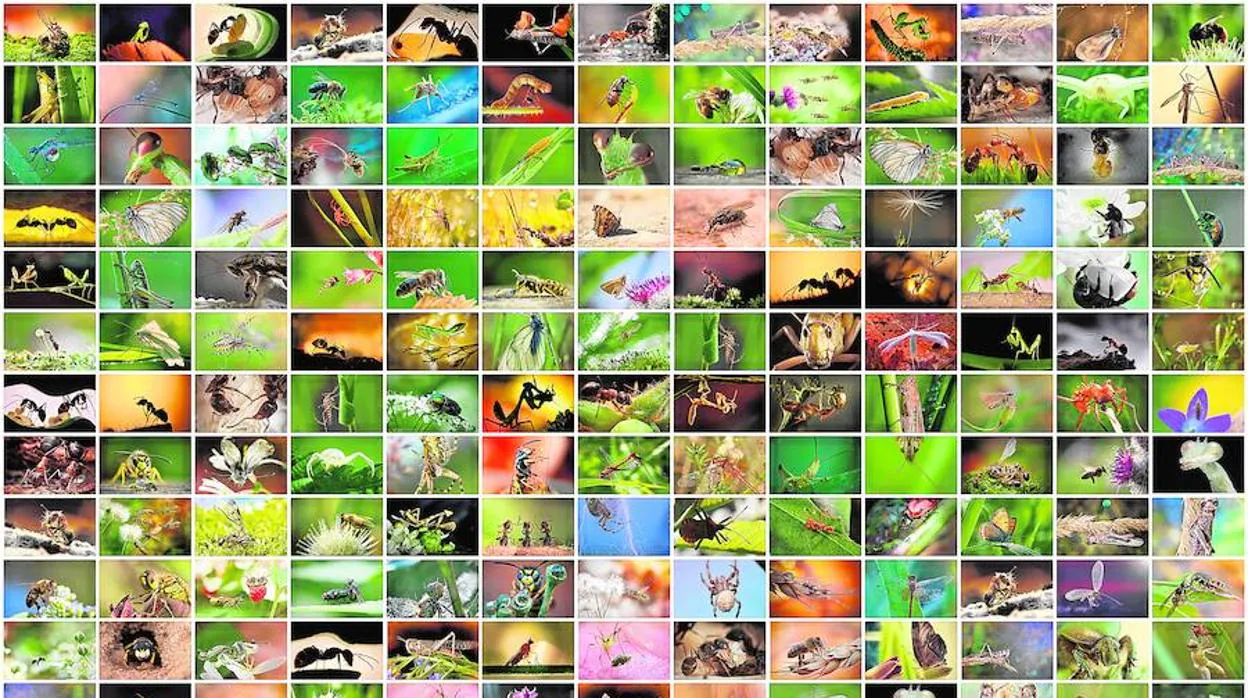 Más Del 40 De Las Especies De Insectos Están En Peligro De Extinción