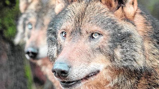 La tupida red de carreteras de la Comunidad de Madrid frena la expansión del lobo hacia el sur de la península