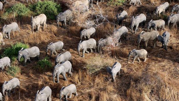 Un elefante mata a un cazador furtivo de rinocerontes en Sudáfrica