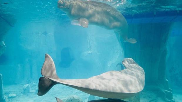 Rusia liberará a todos los cetáceos de la considerada mayor «cárcel de ballenas» del mundo