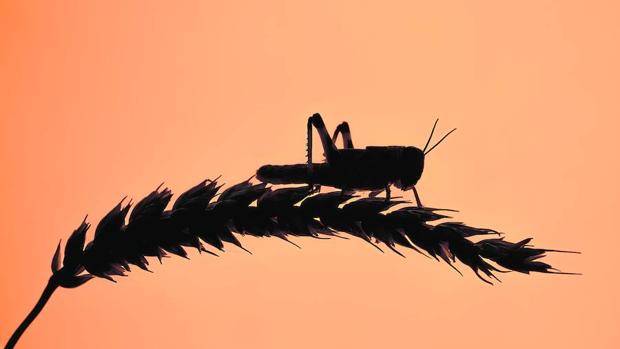 Los espacios verdes urbanos ayudan a frenar la extinción de especies