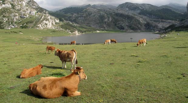 Las vacas también sienten: cómo la crianza influye en la producción de leche