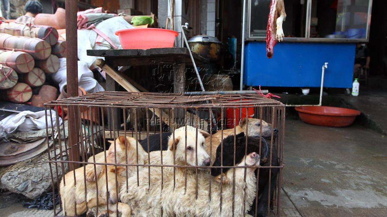 Festival de la de perro de Yulin: tres historias con un final feliz
