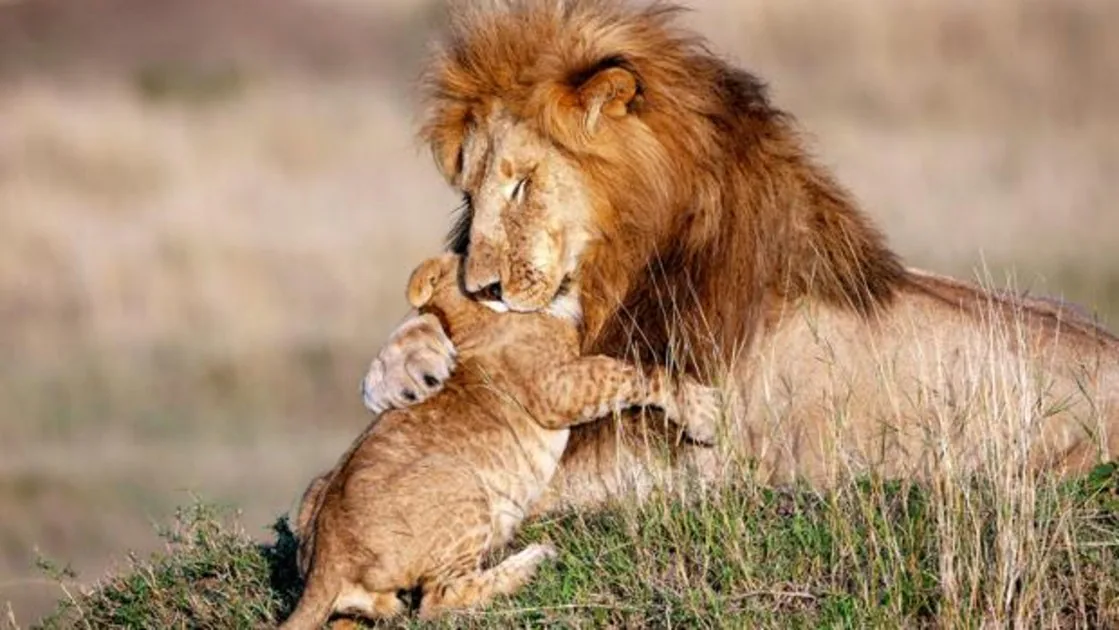 Top 75+ imagen leones con hijos