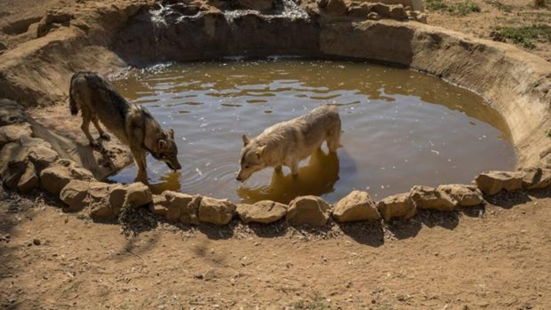 Salvan a una manada de lobos americanos de convertirse en las «dianas» de  los cazadores recreativos