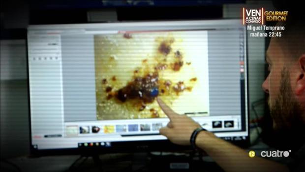 Una de las caballas contaminadas y analizadas por los científicos en «En el punto de mira»