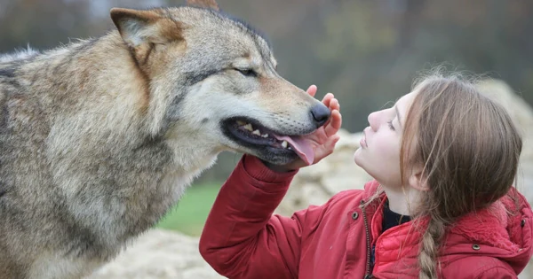 Denis Imbert, director de 'El secreto de Vicky': «El vínculo entre la niña  y el lobo era real»