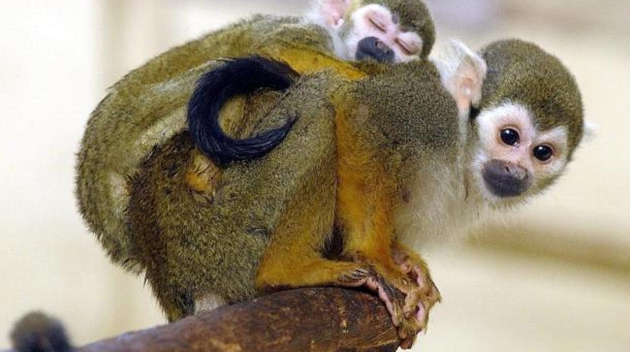 Un robar un mono en Nueva y acaba apaleado por varios simios