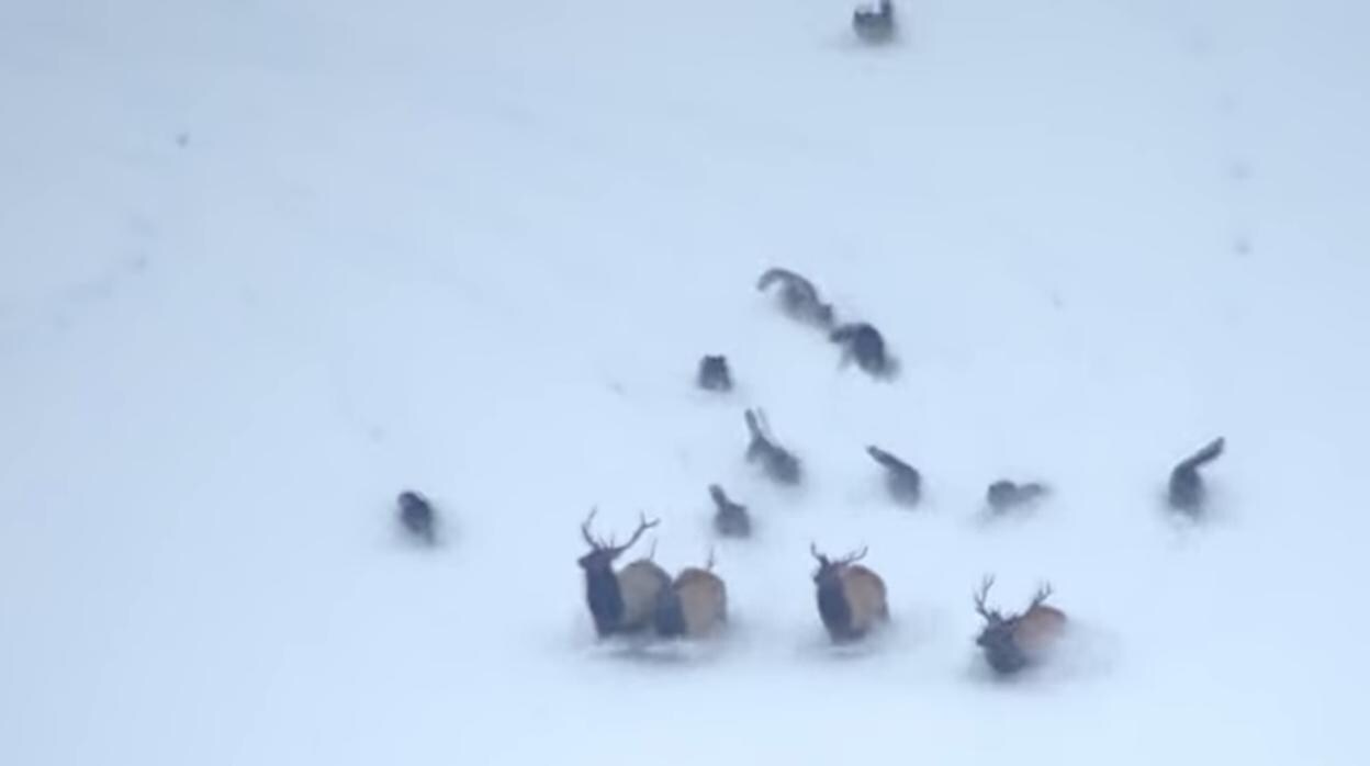 La desesperada lucha de una manada de lobos para cazar a un grupo de alces  entre la nieve