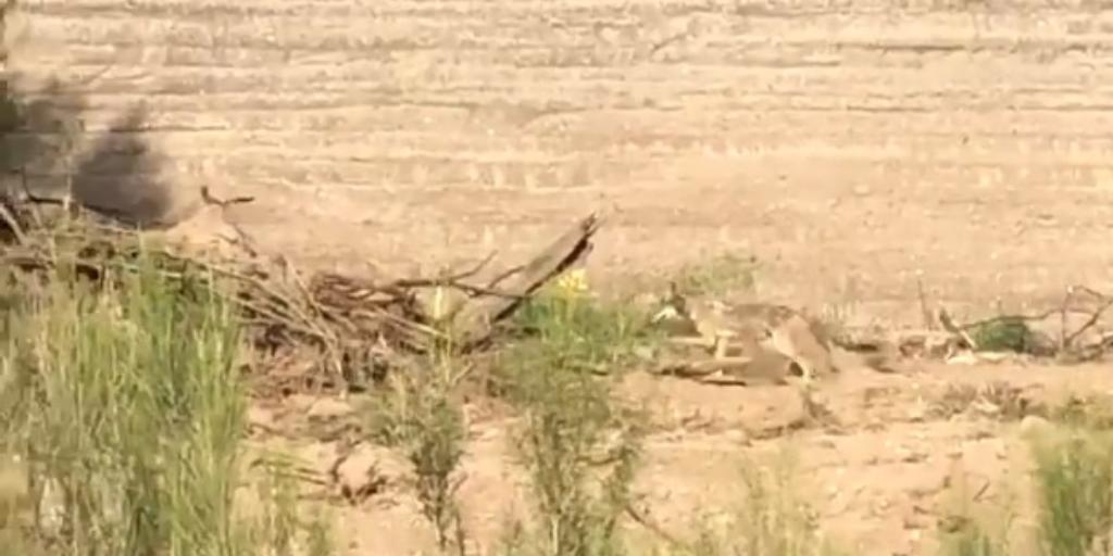Así persigue un coyote a un correcaminos en la vida real