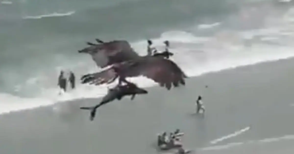 En vídeo: El impactante momento en el que un águila atrapa a un tiburón en  la playa y se lo lleva volando