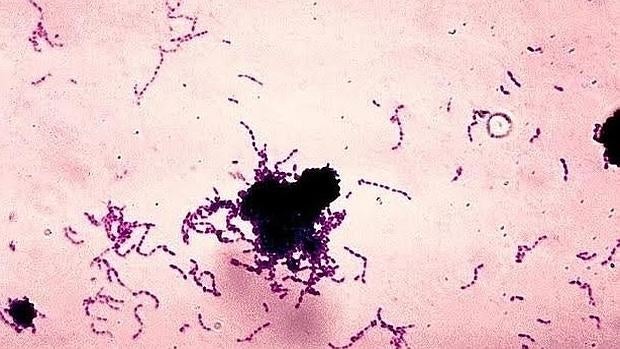 Streptococcus mutans
