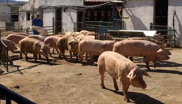 El tratamiento de animales con antibióticos agrava el problema de las resistencias