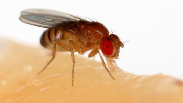 En un estudio de un modelo de mosca de la fruta de la enfermedad de Huntington, los investigadores encontraron que el jet lag protegía el cerebro de las moscas de la enfermedad.