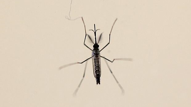 Mosquito «Aedes aegpyti», principal transmisor del zika