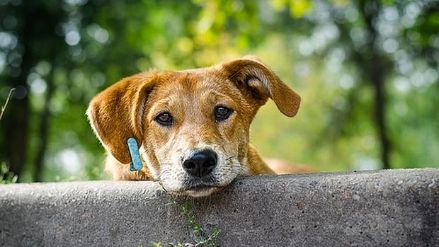 Un perro sin raza