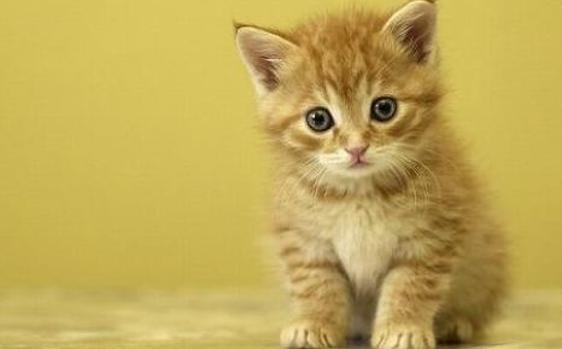 síntomas de diabetes mellitus felina en adultos
