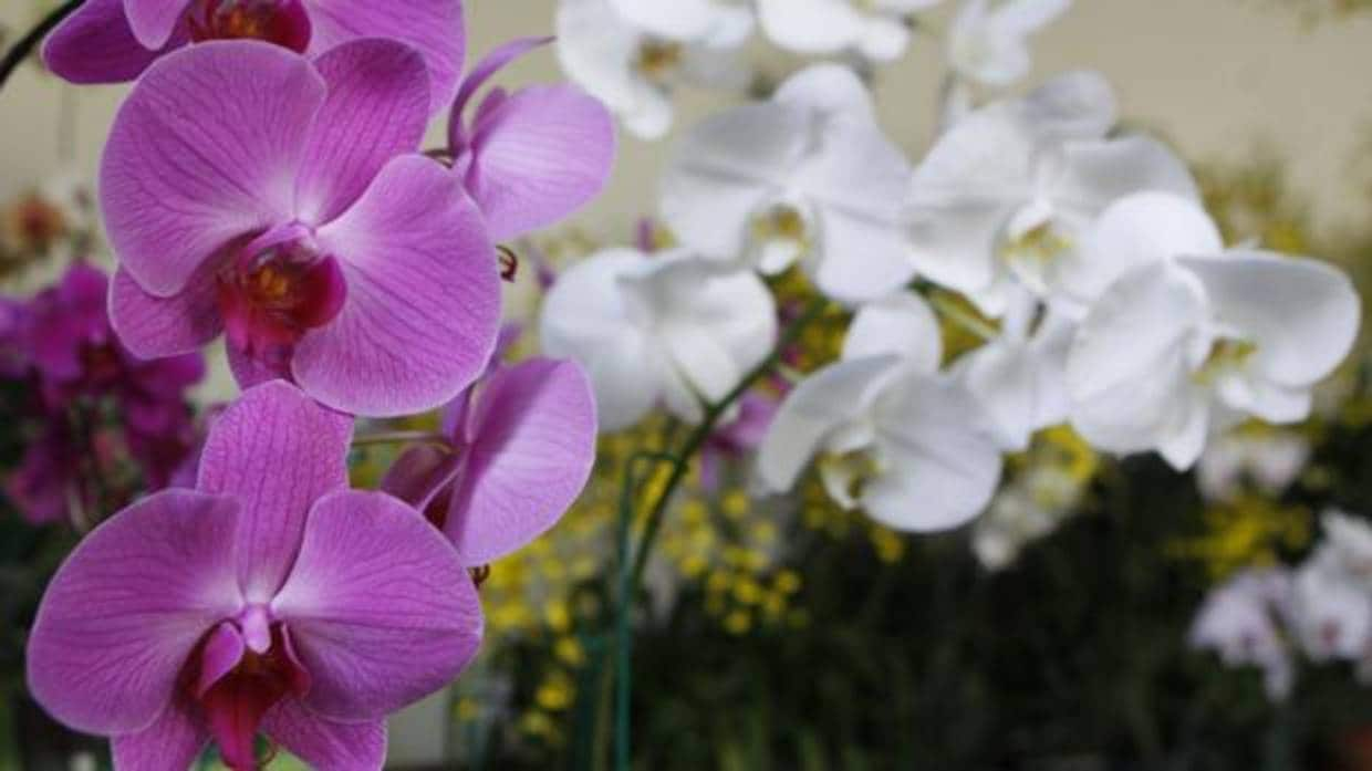 Expertos advierten de que las orquídeas silvestres en España están en  peligro