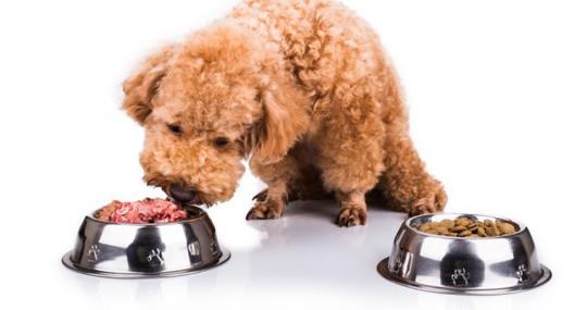 puedo alimentar a mi perro con huevos de pato crudos