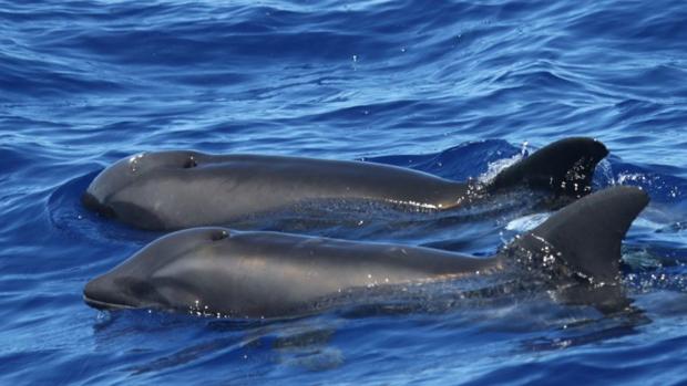 Imagen del híbrido de ballena y delfín