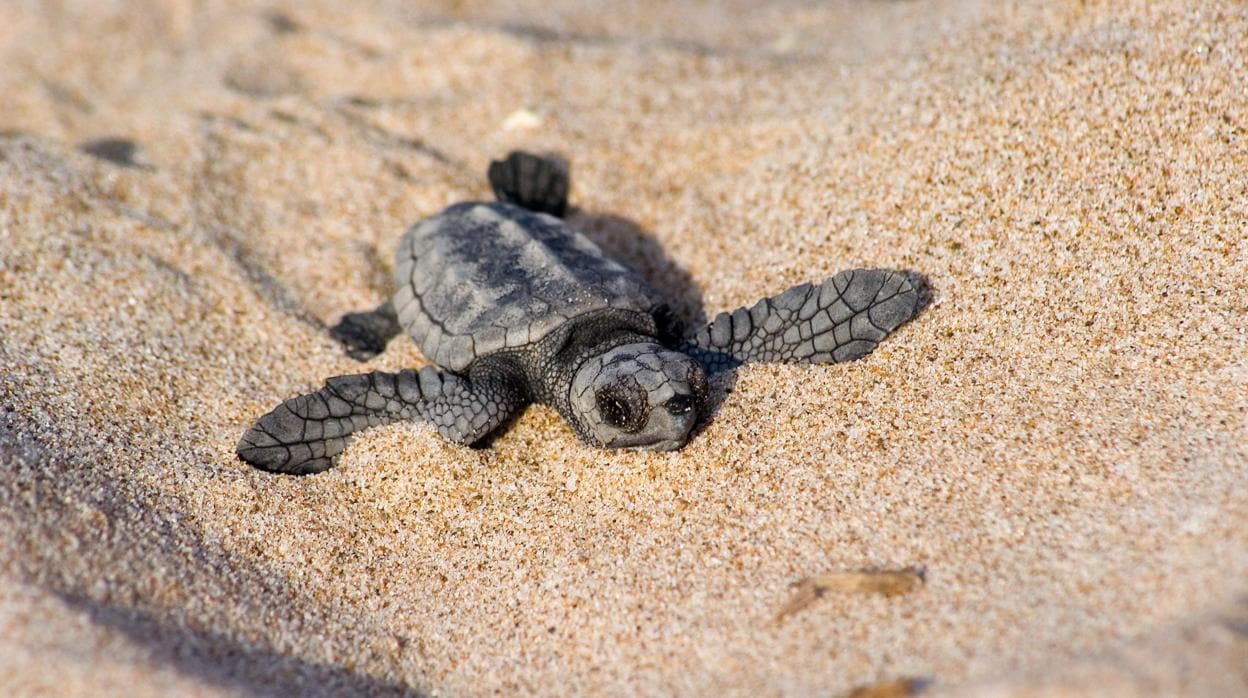 apuntalar Saliente ratón La tortuga amenazada que busca refugio en las playas españolas