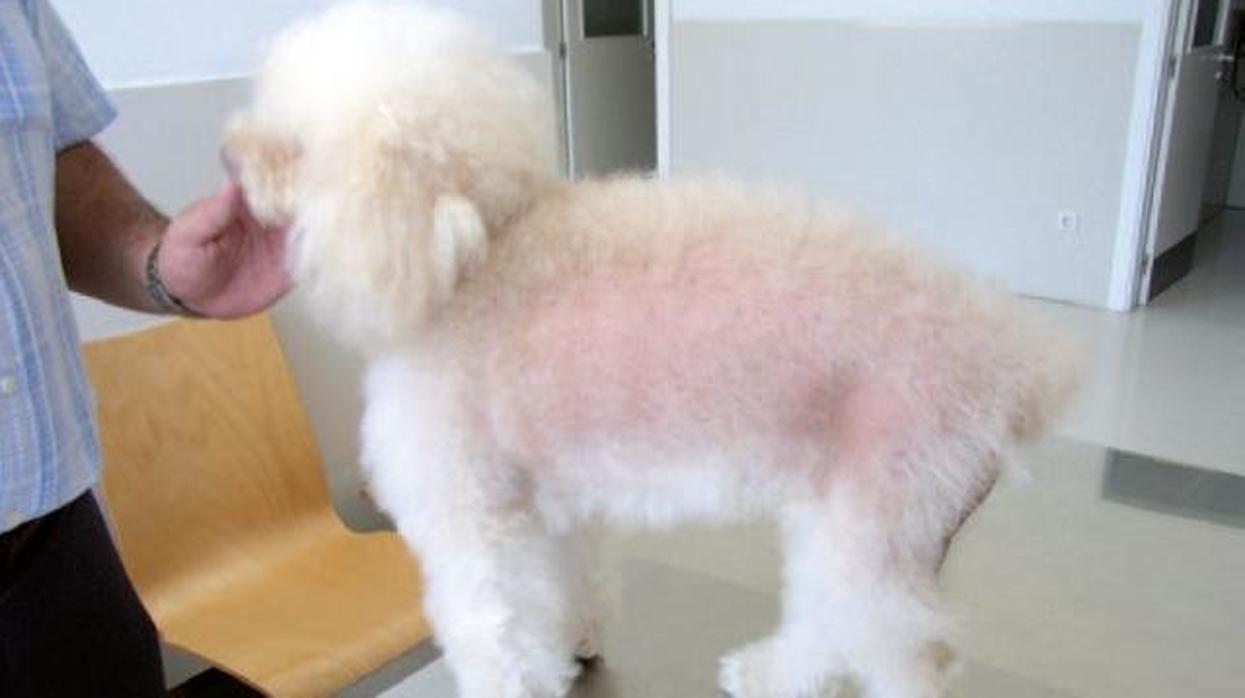 Elocuente Por incidente Cómo combatir la alopecia canina y felina