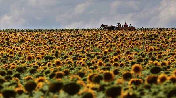 Un campo de girasoles, en julio