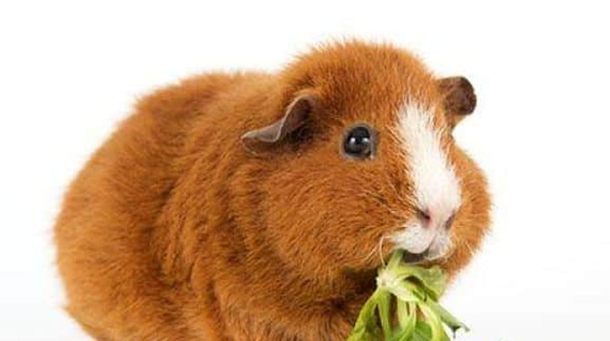 Cuanto Dura Una Cobaya Sin Comer Mi cobaya no come ¿le pasa algo?