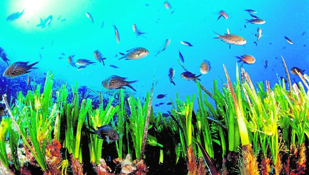 La posidonia forma extensas praderas en las aguas baleares