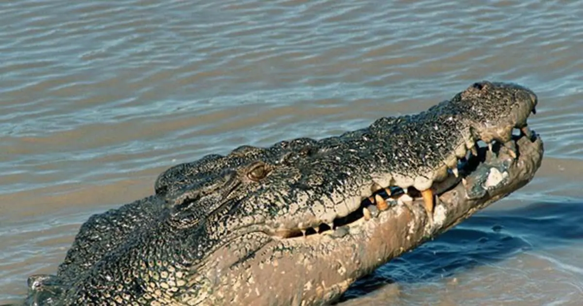 Un cocodrilo devora a un niño de diez años delante de sus hermanos